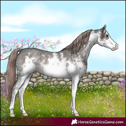 Horse Color:Platinum White Spotted Liver Chestnut Sabino Rabicano 