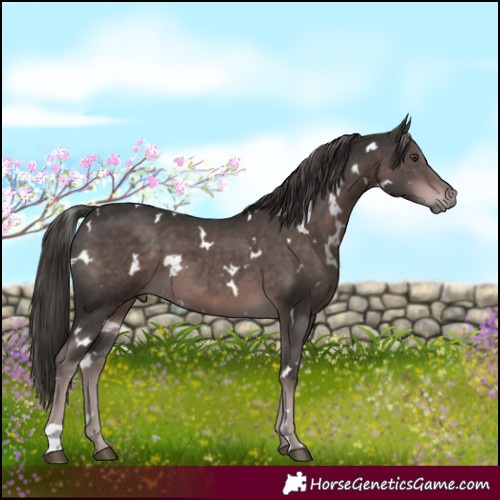 Horse Color:Platinum White Spotted Liver Chestnut 