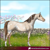 Horse Color:White Spotted Liver Red Dun Pearl