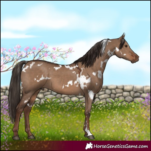 Horse Color:White Spotted Liver Red Dun 