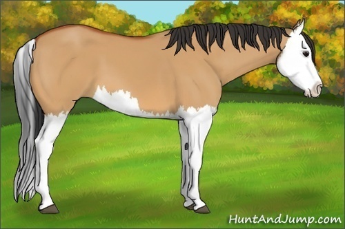 Horse Color:Bay Dun Splash 