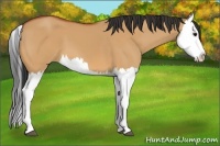 Horse Color:Bay Dun Splash 