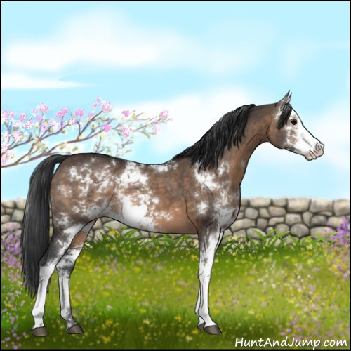 Horse Color:Brown Dun Sabino 