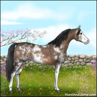 Horse Color:Brown Dun Sabino