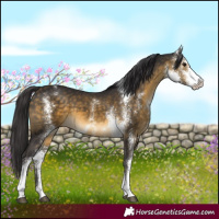 Horse Color:Buckskin Sabino