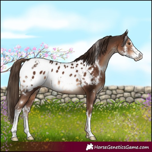 Horse Color:White Spotted Liver Chestnut Sabino Appaloosa 