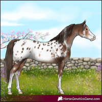 Horse Color:White Spotted Liver Chestnut Sabino Appaloosa 