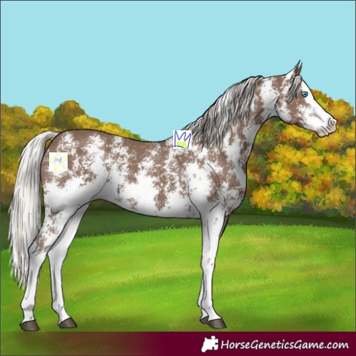 Horse Color:Silver Black Sabino Splash 
