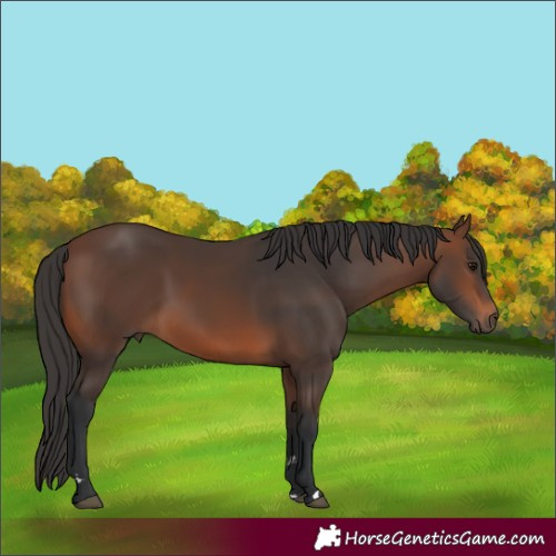Horse Color:Brown 