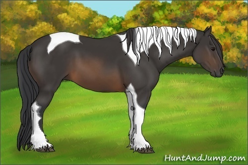 Horse Color:Buckskin Tobiano 
