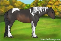 Horse Color:Buckskin Tobiano 