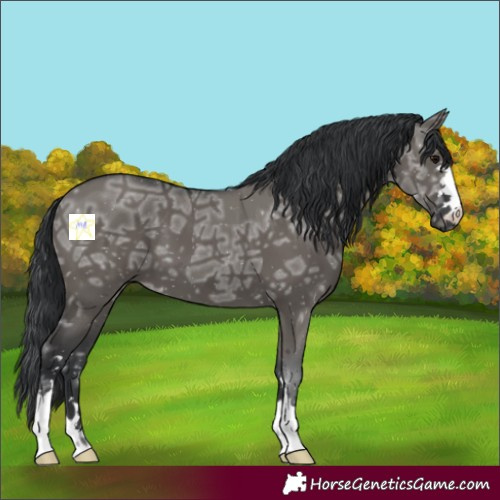 Horse Color:Grullo Ice 