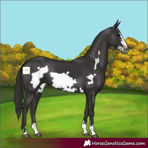 Horse Color:Smoky Black Frame 
