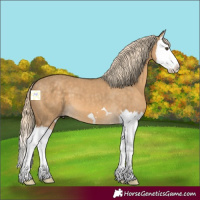 Horse Color:Chocolate Palomino Dun Splash 