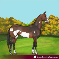 Horse Color:Bay Frame
