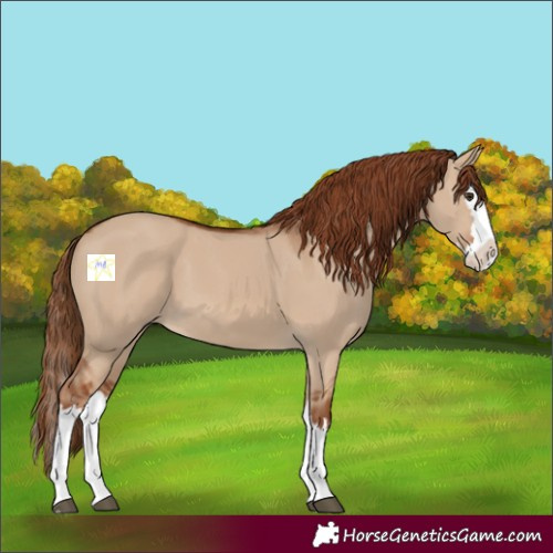 Horse Color:Red Dun Splash 