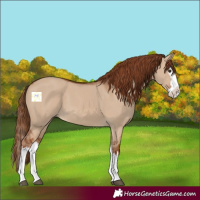 Horse Color:Red Dun Splash