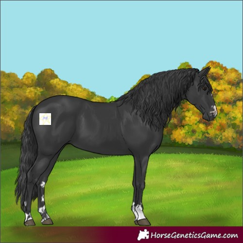 Horse Color:Black 