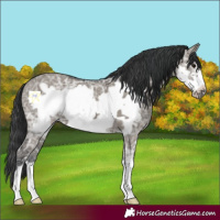 Horse Color:Grullo Ice Frame 