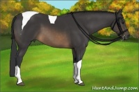 Horse Color:Buckskin Tobiano