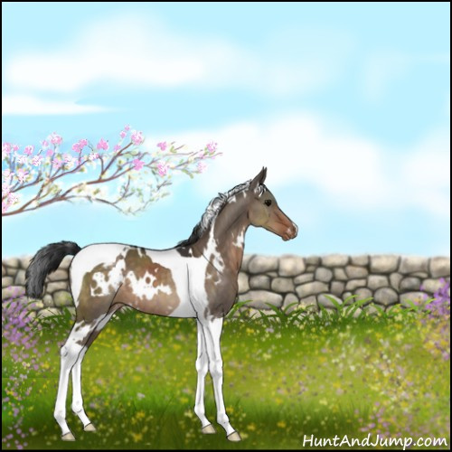 Horse Color:White Spotted Brown Dun Tobiano Appaloosa 