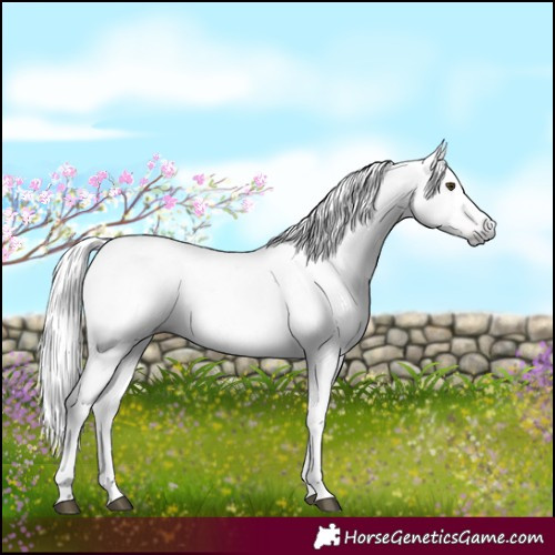 Horse Color:Gray White Spotted Liver Red Dun Mushroom Appaloosa 