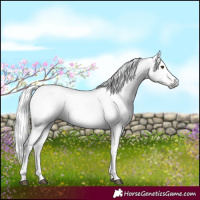 Horse Color:Gray White Spotted Liver Red Dun Mushroom Appaloosa 