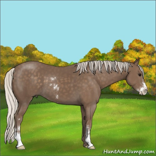 Horse Color:Silver Smoky Black Sabino 