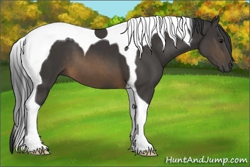 Horse Color:Buckskin Tobiano 