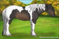 Horse Color:Buckskin Tobiano