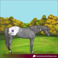 Horse Color:Black Appaloosa Rabicano 
