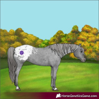 Horse Color:Black Appaloosa Rabicano