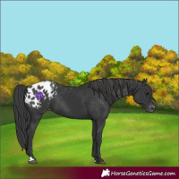 Horse Color:Black Appaloosa Rabicano 