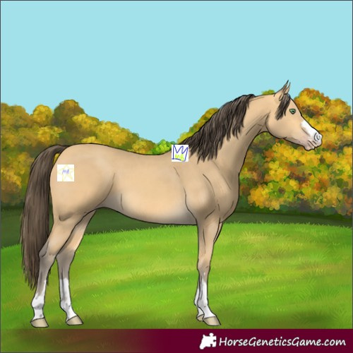 Horse Color:Amber Cream Champagne 