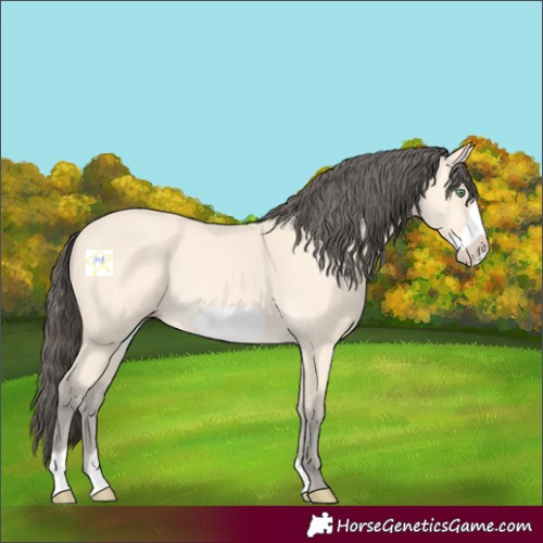 Horse Color:Amber Cream Champagne Frame 