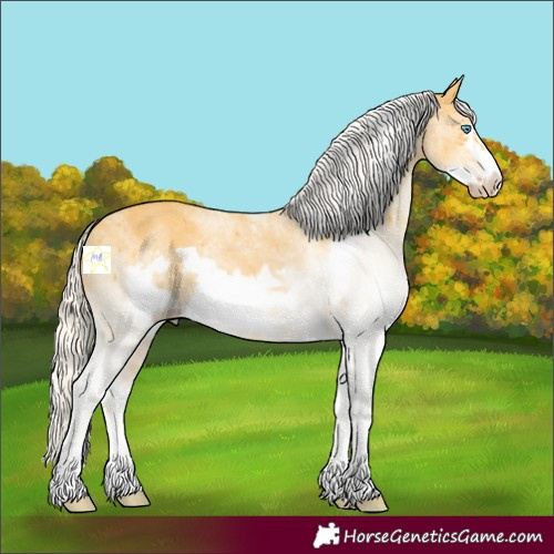 Horse Color:White Spotted Silver Amber Cream Champagne Frame Rabicano 