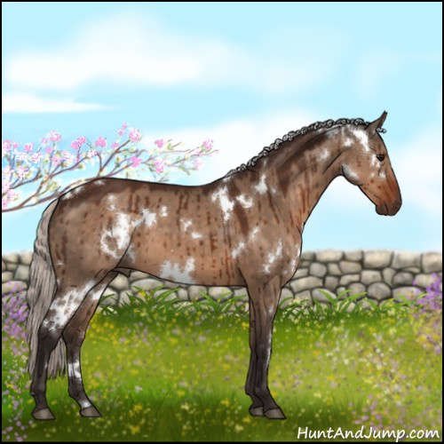 Horse Color:White Spotted Silver Brown Dun Brindle 