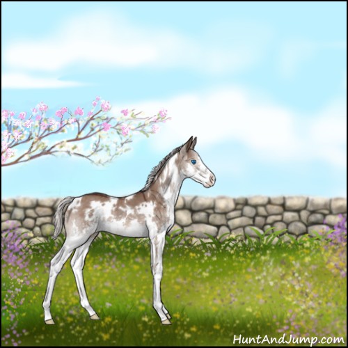 Horse Color:White Spotted Silver Brown Dun Sabino Splash 