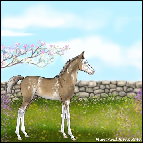 Horse Color:White Spotted Chocolate Palomino Dun Splash 