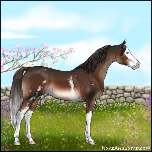 Horse Color:White Spotted Liver Chestnut Sabino Splash 
