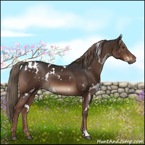 Horse Color:White Spotted Liver Chestnut 