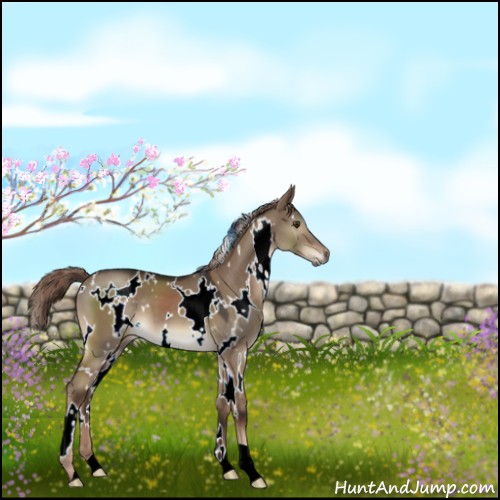 Horse Color:White Spotted Liver Red Dun 