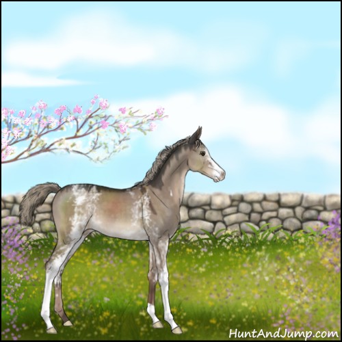 Horse Color:White Spotted Liver Red Dun Mushroom Sabino 