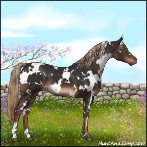 Horse Color:White Spotted Liver Chestnut 