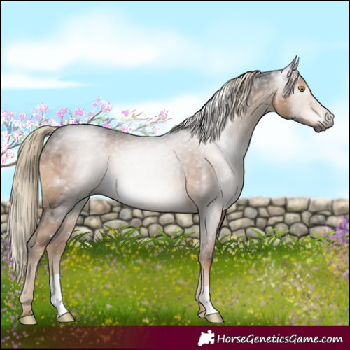 Horse Color:Gray Chocolate Palomino Mushroom 