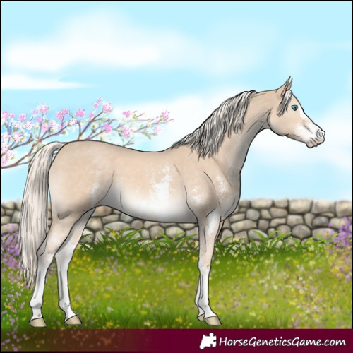 Horse Color:Cremello Sabino 