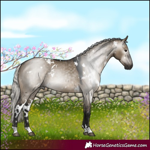 Horse Color:Gray White Spotted Silver Brown Dun Rabicano 