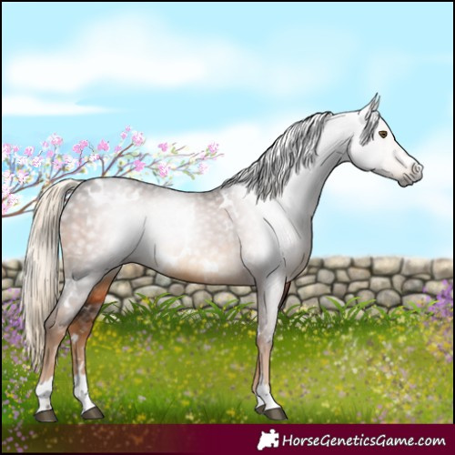 Horse Color:Gray White Spotted Chocolate Palomino 