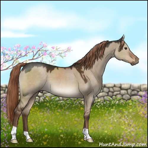 Horse Color:Liver Red Dun 