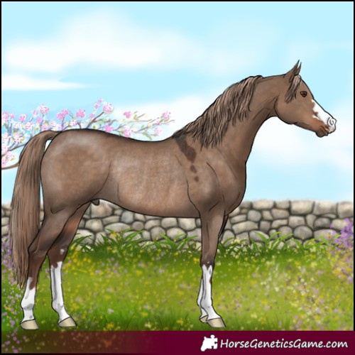 Horse Color:Liver Red Dun Rabicano 